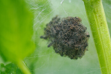Newly hatched spiderlings forming a cluster on a plant. 
