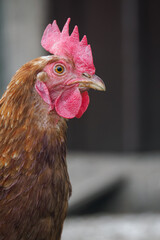 Detail of a brown hen’s head on a farm. 
