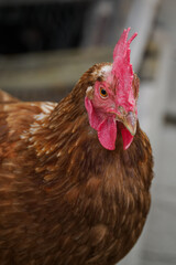 Detail of a brown hen’s head on a farm. 
