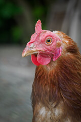 Detail of a brown hen’s head on a farm. 
