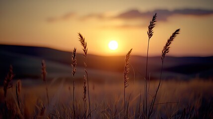 Obraz premium Golden sunset over a field of tall grasses.