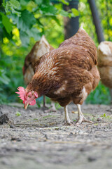 Older brown hen outdoors in a green farmyard setting. 
