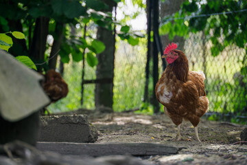 Older brown hen outdoors in a green farmyard setting. 
