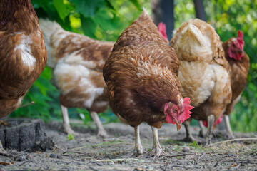 Older brown hen outdoors in a green farmyard setting. 
