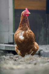 Older brown hen outdoors in an enclosure with a wall in the background on a farm.