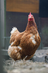 Older brown hen outdoors in an enclosure with a wall in the background on a farm.