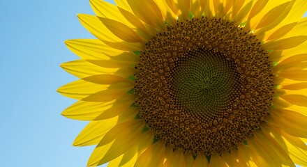 Modern backyard with a swimming pool, lounge chairs, and a pergola at sunset.