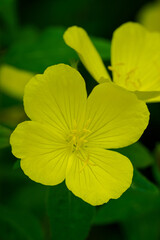 Large beautiful yellow flower in close-up among others. 
