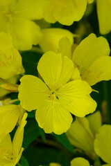 Large beautiful yellow flower in close-up among others. 
