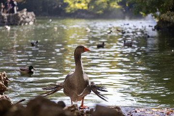 a goose coming out of the water,  with the bottom of the lake behind it
