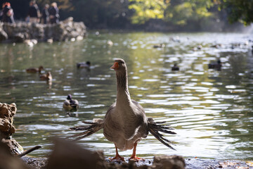 a goose coming out of the water with the bottom of the lake behind it