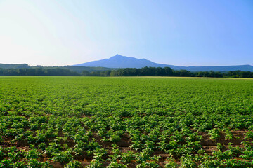 ジャガイモ畑と斜里岳（北海道・清里町）