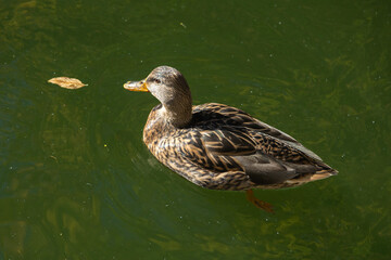 A small brown duck swimming