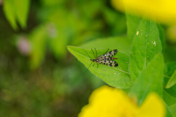 Common scorpionfly resting on a green leaf. 
