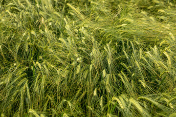 Barley field in sunset time after rain