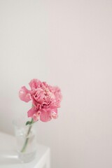 pink roses in vase