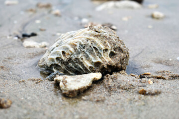 A close-up of coral stones resting on a sandy beach.