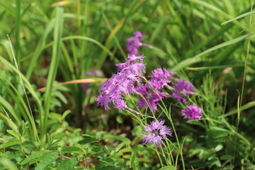 白馬,小遠見山の風景、白馬五竜高山植物園。タカネナデシコ。