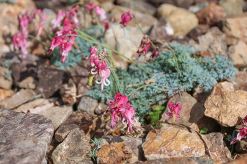 白馬,小遠見山の風景、白馬五竜高山植物園。コマクサ。