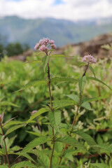 白馬,小遠見山の風景、白馬五竜高山植物園。ヨツバヒヨドリ