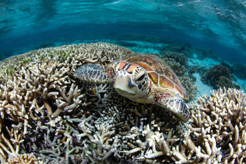 A green sea turtle resting amongst the coral in tropical clear water feef lagoon. Captured on the Great Barrier Reef, Queensland, Australia.