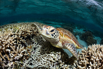 A green sea turtle resting amongst the coral in tropical clear water feef lagoon. Captured on the Great Barrier Reef, Queensland, Australia.