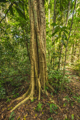A towering kapok tree in the Amazon rainforest, surrounded by dense greenery and smaller plant species