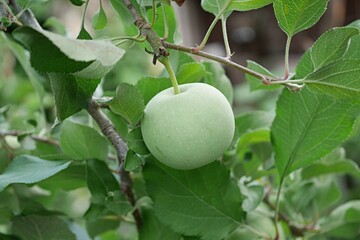 未成熟のリンゴ20250703