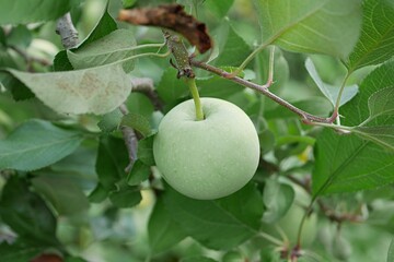 未成熟のリンゴ20250702