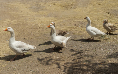 Five geese, three with white plumage and two with grayish plumage, standing on a floor of dirt and gravel. The sun casts their shadows on the floor.