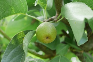 成熟前の梨の実20250701