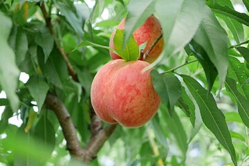 完熟したモモの実20250703