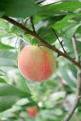 完熟したモモの実20250706