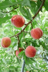 完熟したモモの実20250704