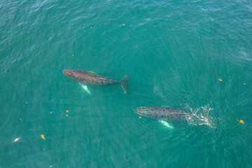 Fototapeta premium Whale