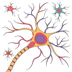 Colorful Detailed Neuron Illustration