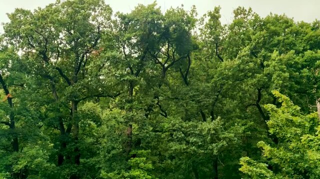 Gentle breeze rustling vibrant green leaves in dense forest canopy, creating peaceful nature scene perfect for relaxation and mindfulness videos