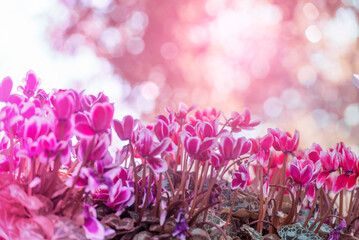 Banner Pink sweet Pastel flower floral soft nature blossom blurred background. Romance pinky plum botanical bloom spring season. Panorama Blurry Cherry blossom petals garden with copy space