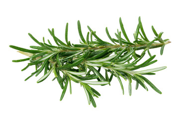 Fototapeta premium rosemary sprig isolated on white background.