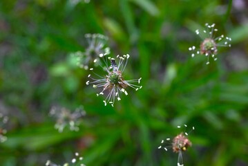 Plantago lanceolata (Ribwort plantain) flowers. Plantaginaceae weeds. Small white flowers bloom at the end of the flower stalk from spring to autumn.