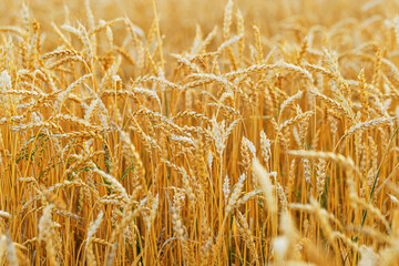 Wheat ears in field close up at sunlight, crops nature background. Golden yellow ripe wheat, rich harvest in agricultural field. Beautiful Scenery at sunset. Soft focus photography, rural scene