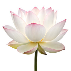 Stunning white lotus flower with delicate pink tips, symbolizing purity and enlightenment.