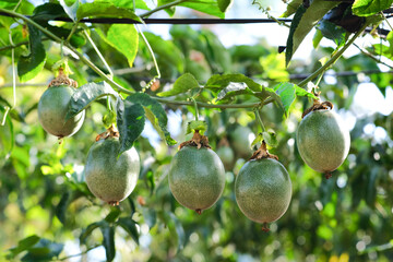 Fruitful passionfruit, passionfruits on the plants.