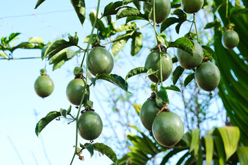 Fruitful passionfruit, passionfruits on the plants.