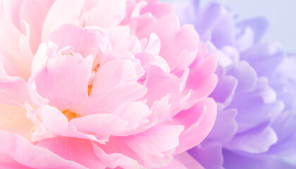 Fototapeta premium Soft Peony Petals: A macro perspective revealing a close-up of peony flower petals in soft shades of pink and purple, radiating serenity and beauty.