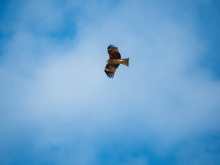 A majestic black kite soars against a light blue sky, its wings spread wide to show its impressive span. 