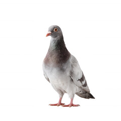 Obraz premium A close-up of a gray and white pigeon standing on a white isolated background, showcasing its detailed feathers and bright eyes.