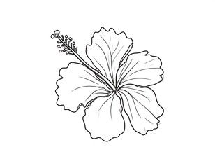 Line drawing of a hibiscus flower in bloom, showing its detailed petals and stamen