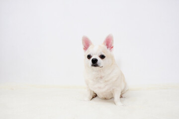 Obraz premium Chihuahua dog sitting on a white background