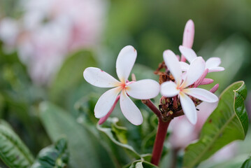 Plumeria (Dwarf Singapore Pink) in the garden